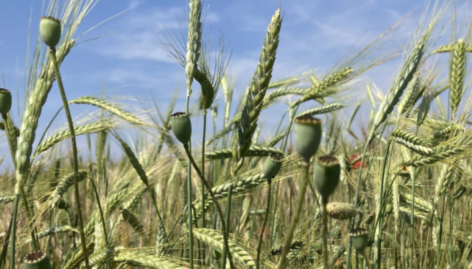 Élelmiszerbiztonságunk is függ az új GMO szabályozástól