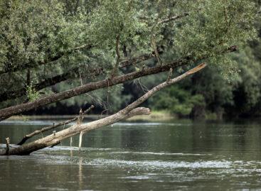 A WWF és a Coca-Cola alapítványa 2014 óta dolgozik a folyó ökológiai állapotának javításán