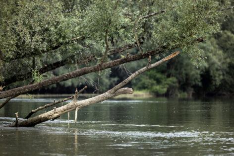A WWF és a Coca-Cola alapítványa 2014 óta dolgozik a folyó ökológiai állapotának javításán
