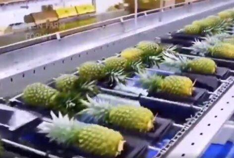 Pineapple Factory – Video of the day