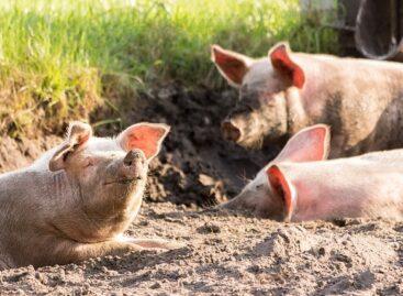Minister of Agriculture: Hungary protects its pig herd from African swine fever