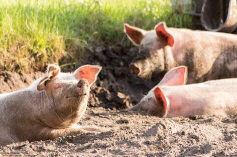 Minister of Agriculture: Hungary protects its pig herd from African swine fever