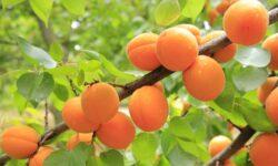 Apricot plantations need to be reorganized