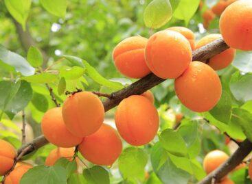Apricot growers expect a long season