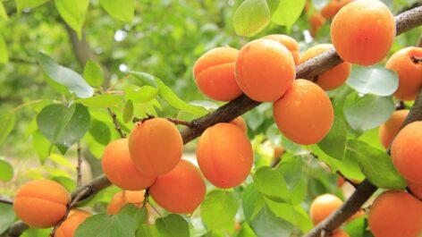 A significant part of the apricot crop was taken away by the spring frost
