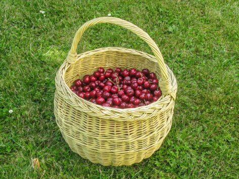 90 percent of the cherries have already been picked, the national average is more than last year