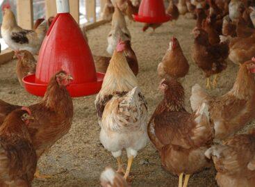 From EU self-sufficient poultry products, there is no need for imports of dubious origin