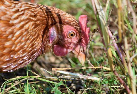 A csirkecomb feldolgozói értékesítési ára 15 százalékkal drágult