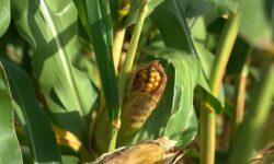 Less corn to be sown this year