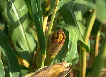 The drought took a toll on the corn in the Tolna county