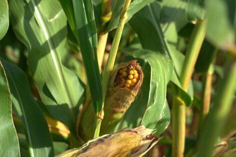 Agrometeorology: corn would benefit from rain