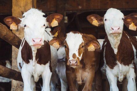 Hőség – Toszkánában ventilátorokkal hűtik a szarvasmarhák istállóit