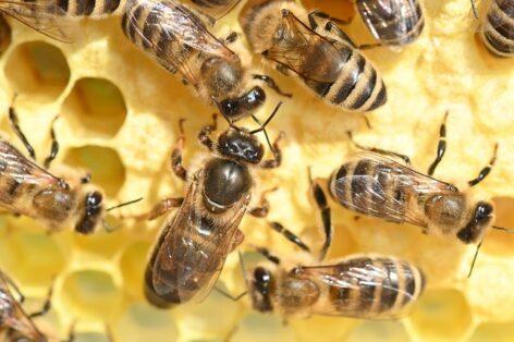 Queen bees of unknown origin can be dangerous