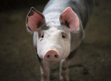 Serbia, Bosnia and Croatia are also severely affected by the African swine fever epidemic