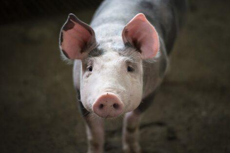 Serbia, Bosnia and Croatia are also severely affected by the African swine fever epidemic