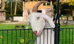 Romanian sheep and goat farmers protested in Bucharest against restrictions imposed due to peste de petits ruminants (PPR)