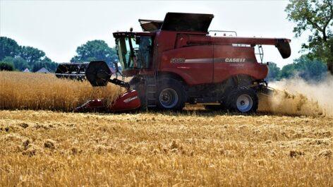 Harvesting is going on, the quantity and the yield are falling short of expectations