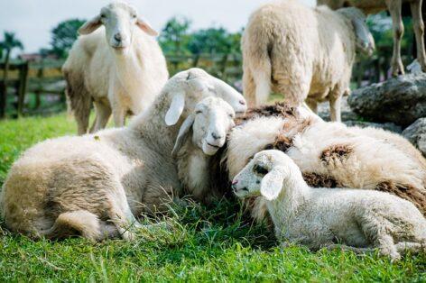 A könnyű bárány termelői ára 6, a nehéz bárányé 3 százalékkal nőtt