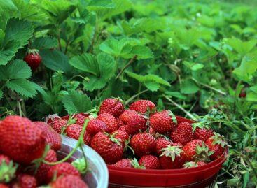 The expansion of strawberry fields and pricing in Hungary