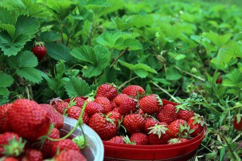Germany would ban the production of strawberries