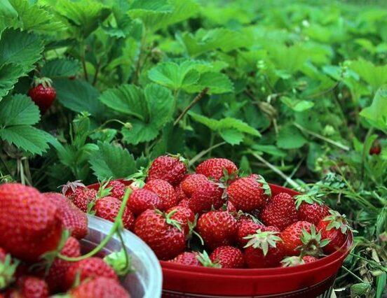 Új megközelítésre kell a bogyós gyümölcsök termesztésében