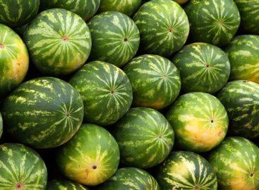 Domestic melon production can be strengthened through cooperation