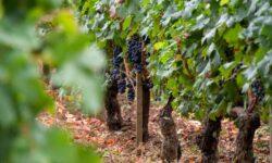 Phytoplasma and market changes are the most pressing challenges in winemaking, according to experts