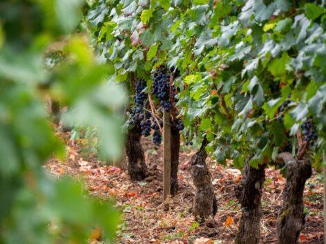 Mixed year for French wine