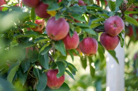 The rainy summer was favorable for domestic apple orchards