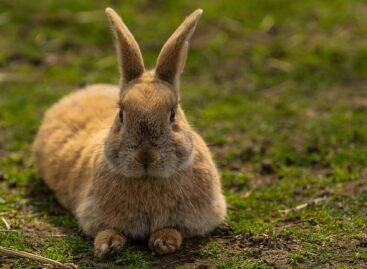 National campaign to promote the consumption of rabbit meat