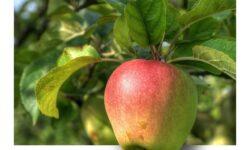 Agrárkamara: jóval az átlag alatt van az idei almatermés
