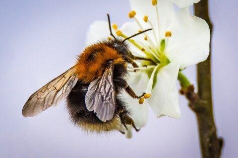The quality of the fruits also depends on the presence of pollinating animals