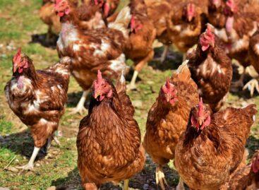 Due to the bird flu epidemic, immediate EU measures are needed regarding Brazilian poultry meat imports