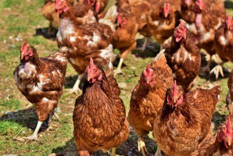 A madárinfluenza-járvány miatt azonnali európai uniós intézkedésekre van szükség a brazil baromfihús-importtal kapcsolatban