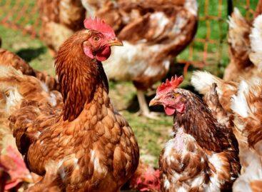 The consumption of poultry in our country has been restructured