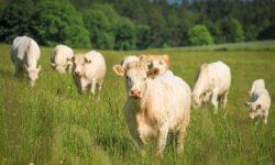 Tender for more effective treatment of animal diseases now available