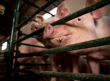 The quantity of pork sold on the international market decreased by 10 percent, while its value increased by 18 percent