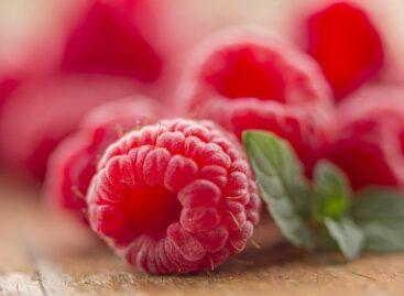 The raspberry growing area has been continuously decreasing since the turn of the millennium