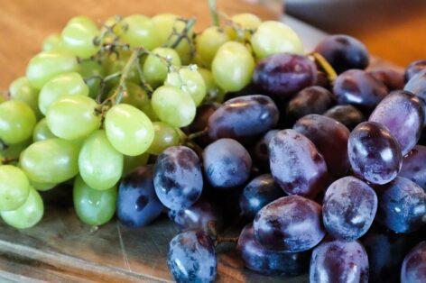 The juicy Hungarian table grapes are already ripe