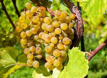 An above-average grape harvest is expected in Mecsekalja