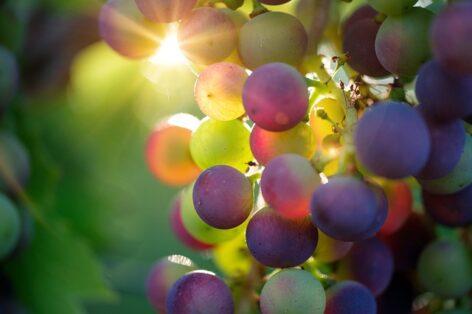Májusban fontos határidő érkezik a szőlő-szaporítóanyagot termesztők és forgalmazók számára