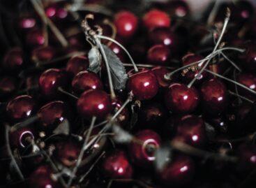 Majority of Hungarian sour cherry exported to Germany