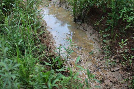 Agrometeorology: soil moisture content is favorable for summer plants