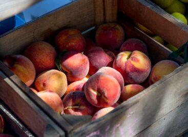 Severe frost damage decimated this year’s peach crop