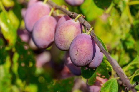 FruitVeb: the plum crop will be poor