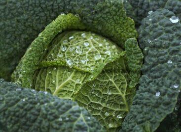 According to ELTE researchers, a special absorption of iron takes place inside the head of cabbage