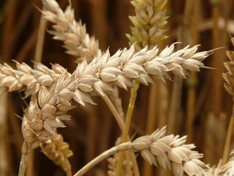 European wheat prices are moving upwards