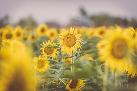 Sunflower harvesting begins in Zala county