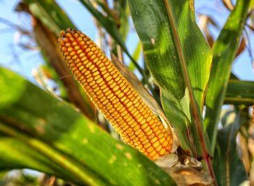A kukoricatermés uniós szinten kismértékben nőhet