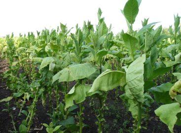 ULT expects a favorable Virginia tobacco crop this year